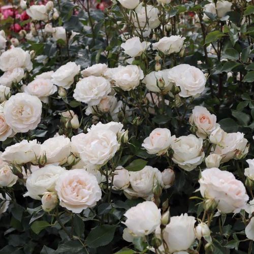 Anna Medici Barni - Rózsa - Sans Souci® - Online rózsa rendelés